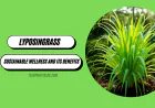 Discover Lyposingrass: Sustainable Wellness and its Benefits
