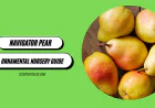 Navigator Pear: Ornamental Nursery Guide