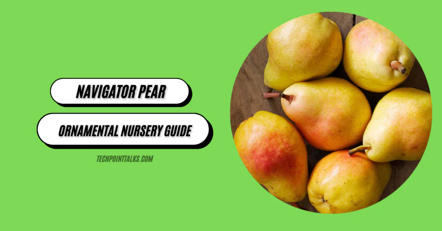 Navigator Pear: Ornamental Nursery Guide