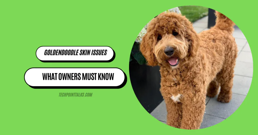 Goldendoodle Skin Issues: What Owners Must Know